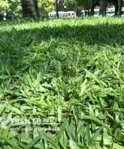 cỏ lá gừng trồng sân vườn