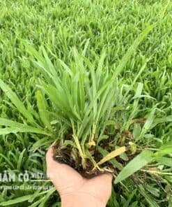 cỏ lá tre