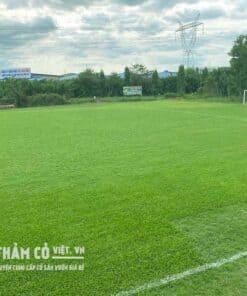 cỏ trồng sân banh