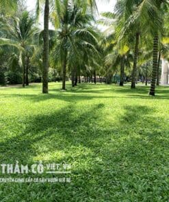 cỏ trồng sân vườn