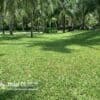 cỏ trồng sân vườn