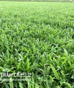 dịch vụ trồng cỏ lá gừng