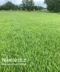 giá cỏ lá gừng
