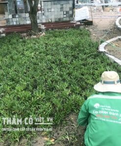 trồng cỏ lá gừng giá rẻ