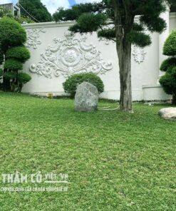 cỏ gừng thái