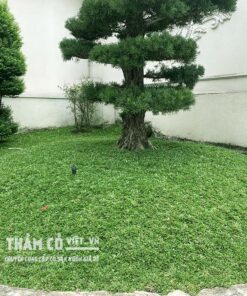 cỏ thái