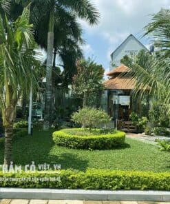 trồng cỏ lá gừng thái lan
