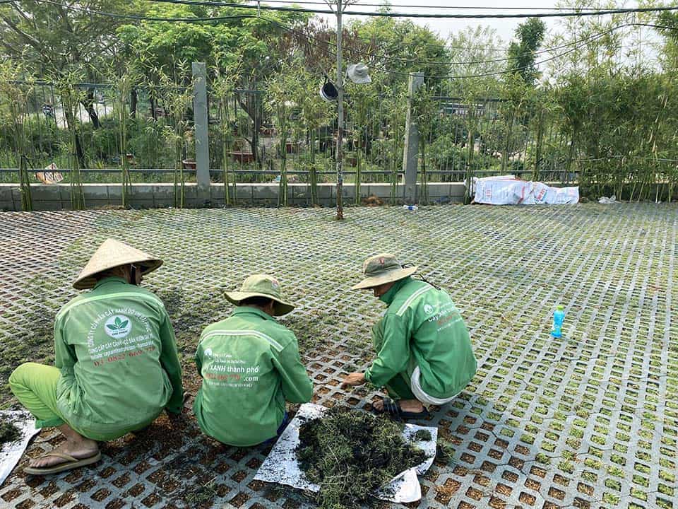 cỏ trồng sân vườn