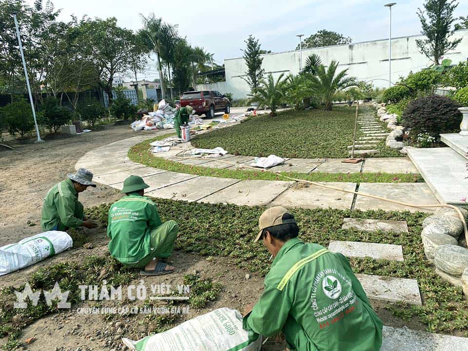 dịch vụ trồng cỏ