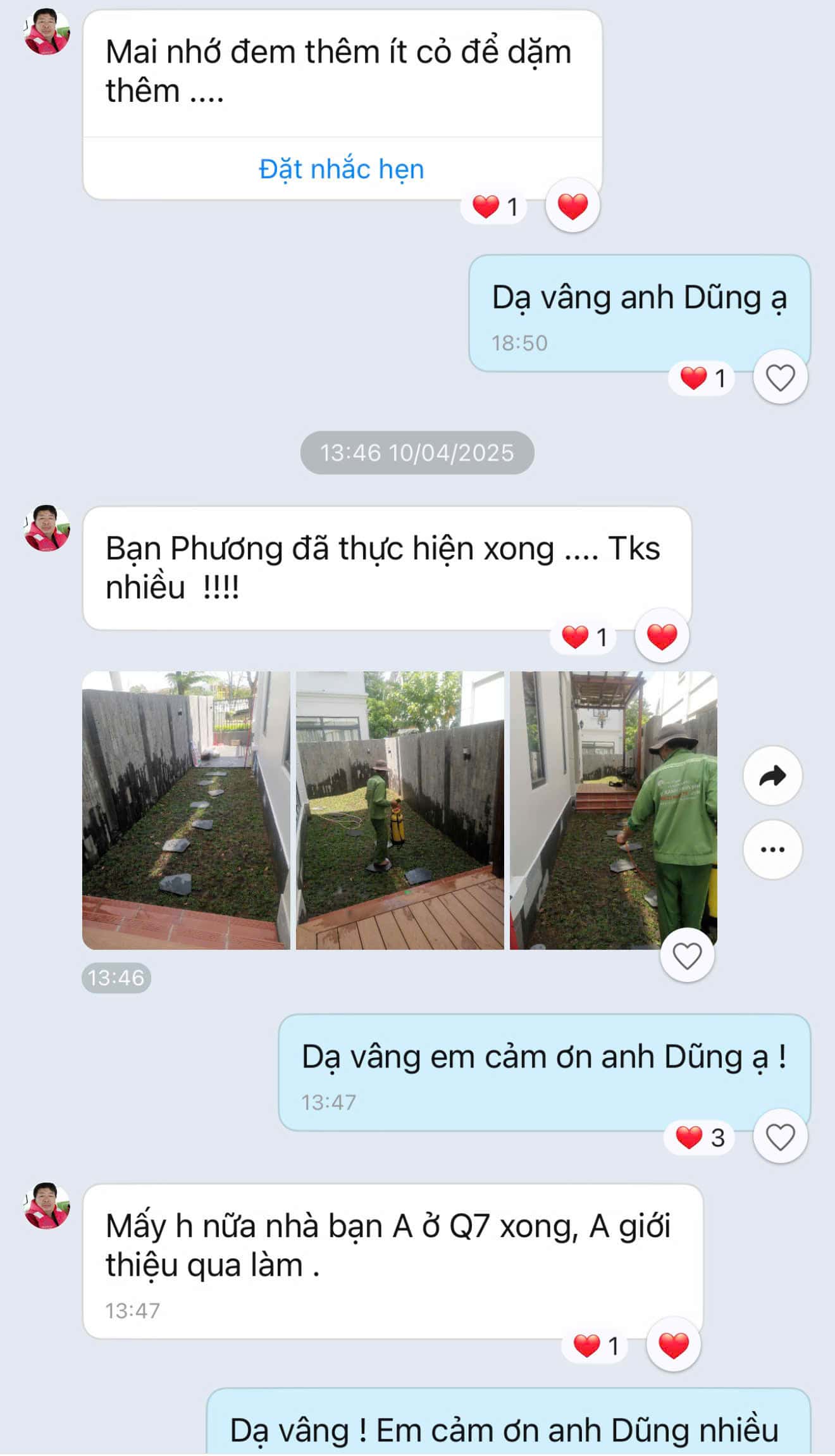 thảm cỏ sân vườn
