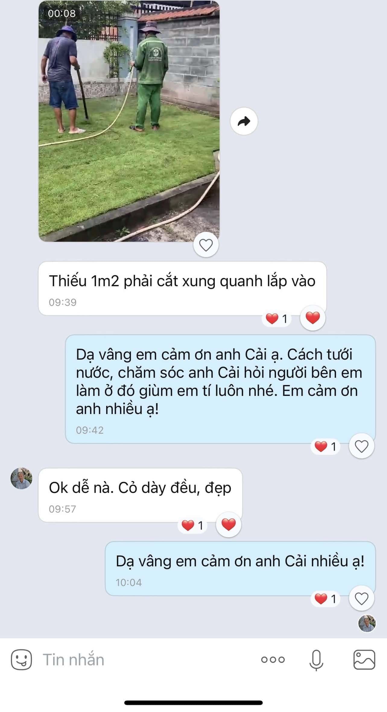 thảm cỏ sân vườn