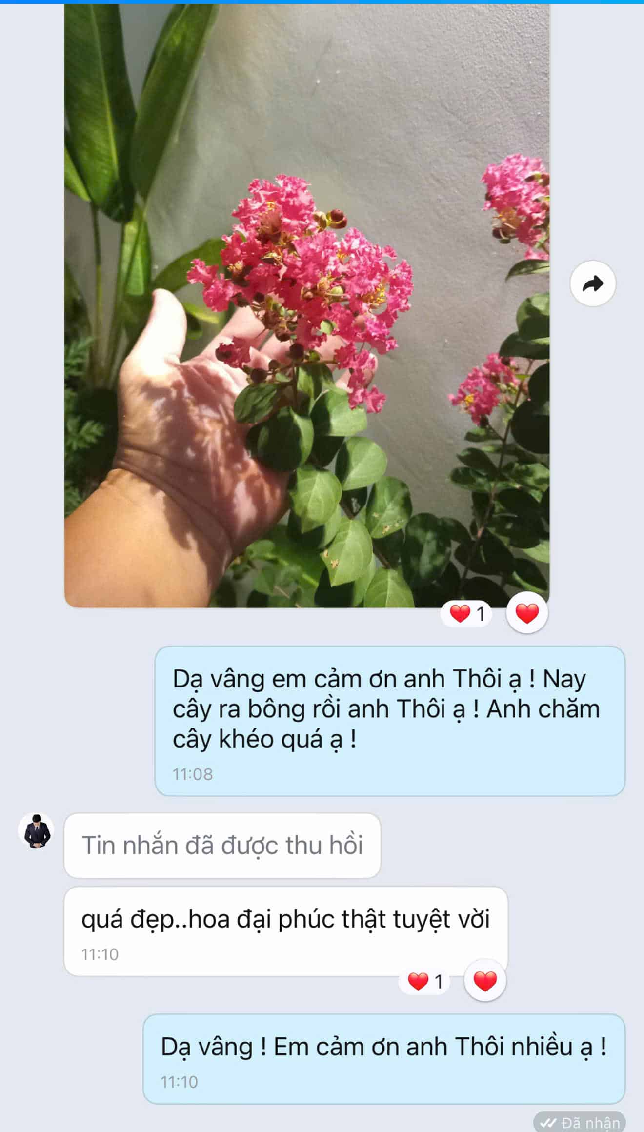 thảm cỏ sân vườn
