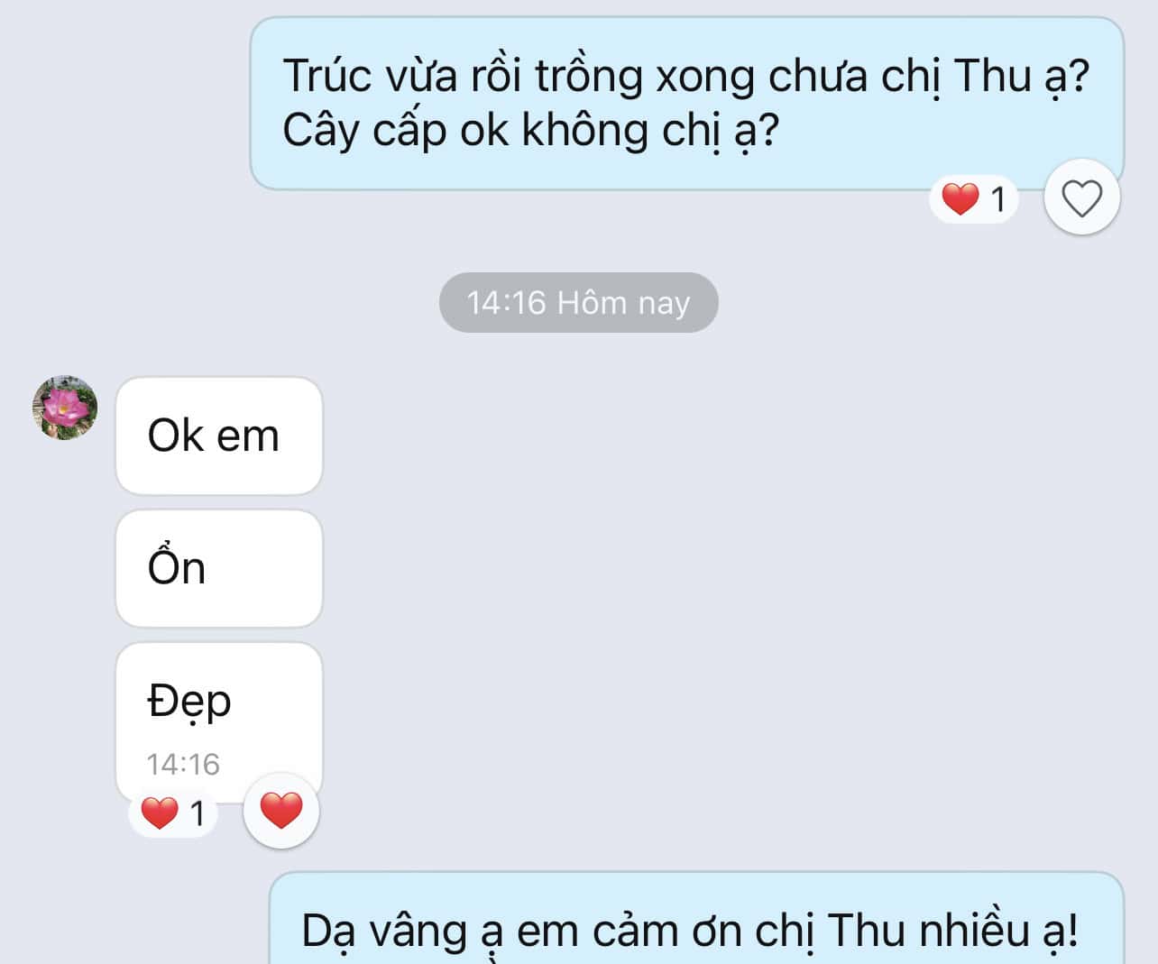 thảm cỏ tự nhiên
